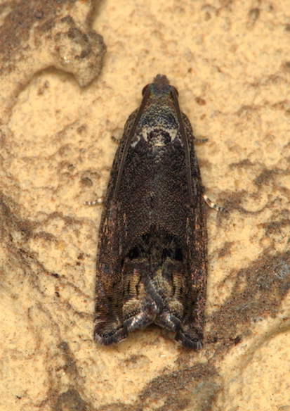 Richiesta conferma Tortricidae - Cydia splendana